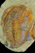 Cambropallas Trilobite With Perfect Pos/Neg Split #175032-1